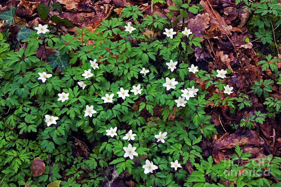 Flower Photograph - Wood Anemone (anemone Nemorosa) by Dr Keith Wheeler/science Photo Library