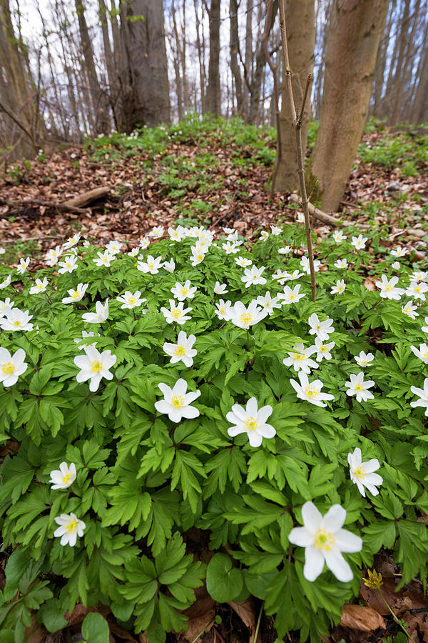 Spring Photograph - Wood Anemone In Beech Forest In Spring, Anemone Nemorosa, Hainich National Park, Thuringia, Germany, Europe by Konrad Wothe
