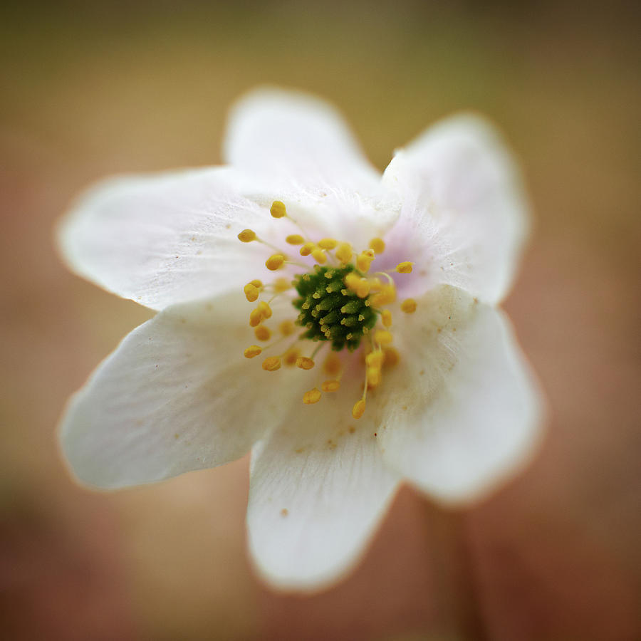 Wood anemone softly Photograph by Jouko Lehto