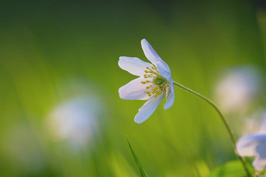 Wood Anemone, Steigerwald Nature Park, Lower Franconia, Bavaria, Germany Photograph by Volker Mther