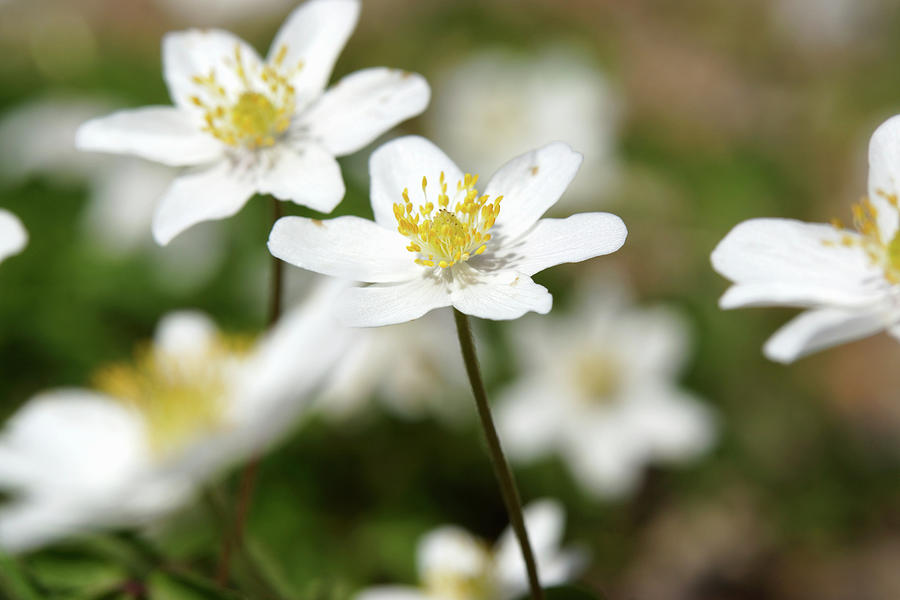 Wood Anemones Photograph by Angelica Linnhoff