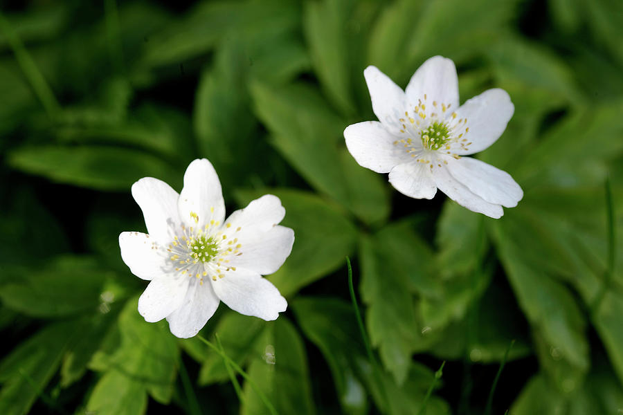 Wood Anemones Photograph by House Of Pictures / Kennet Havgaard