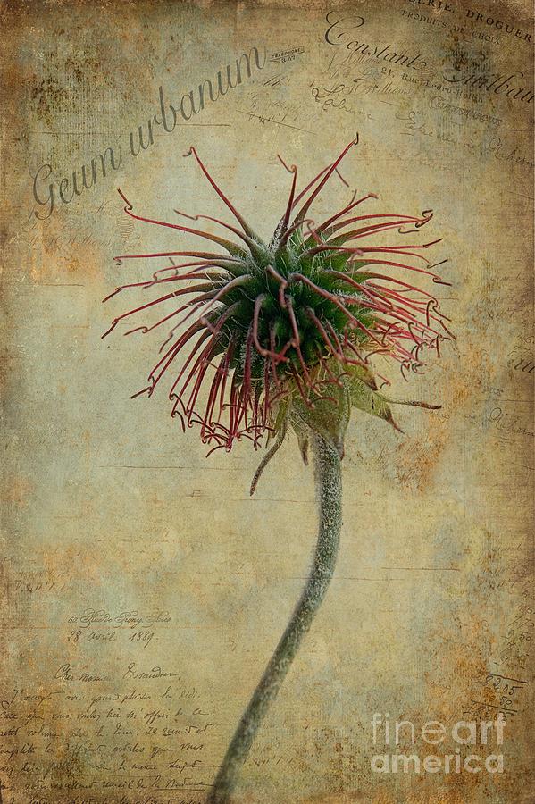 Geum Urbanum Photograph - Wood Avens by John Edwards Geum Urbanum Photograph - Wood Avens by John Edwards