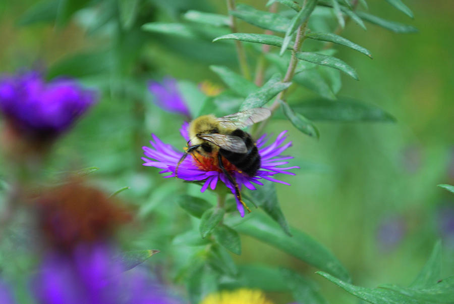 Wood Bee Photograph by Brenda Burns Fine Art America