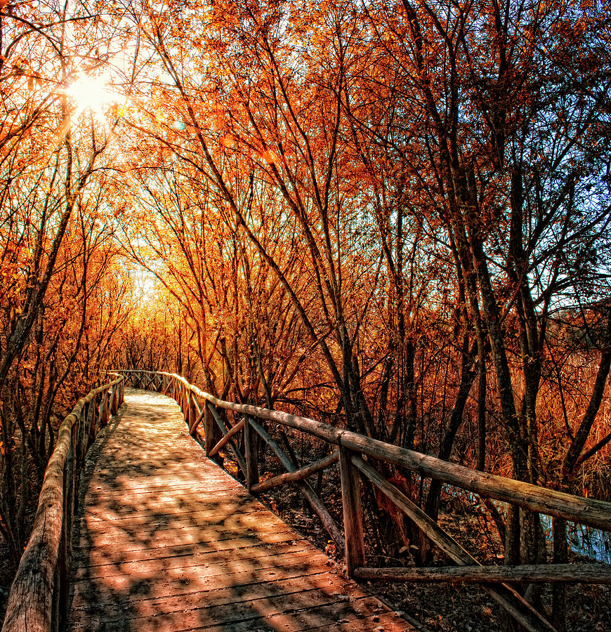 Wood Bridge Between Trees Photograph by Zu Sanchez Photography