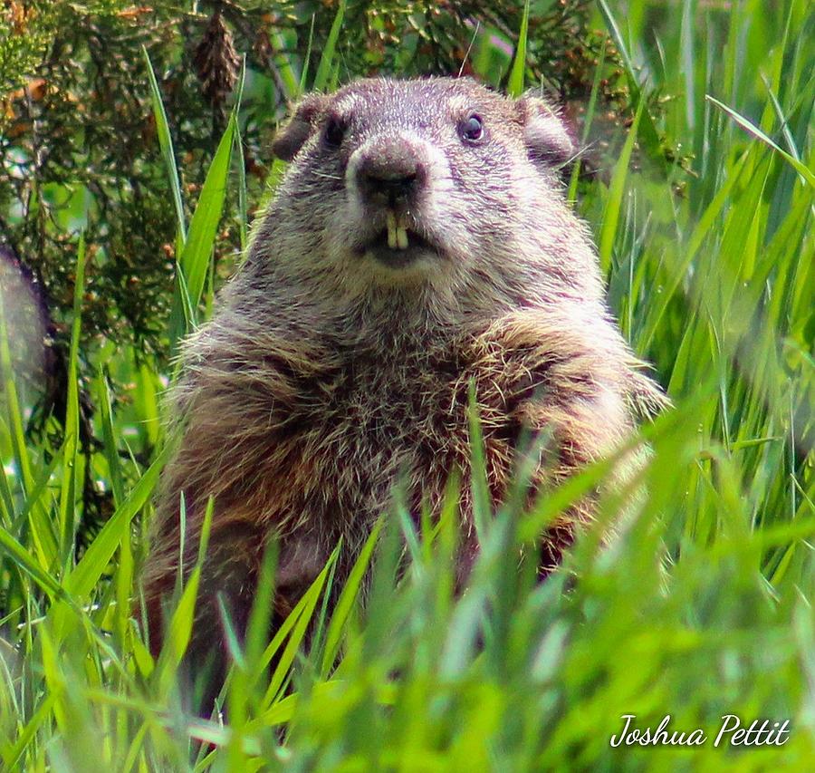 Wood Chuck Photograph by Joshua Pettit - Fine Art America