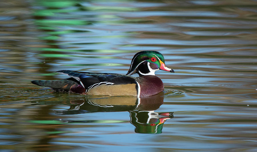 Wood Duck 1 Photograph by Rick Mosher