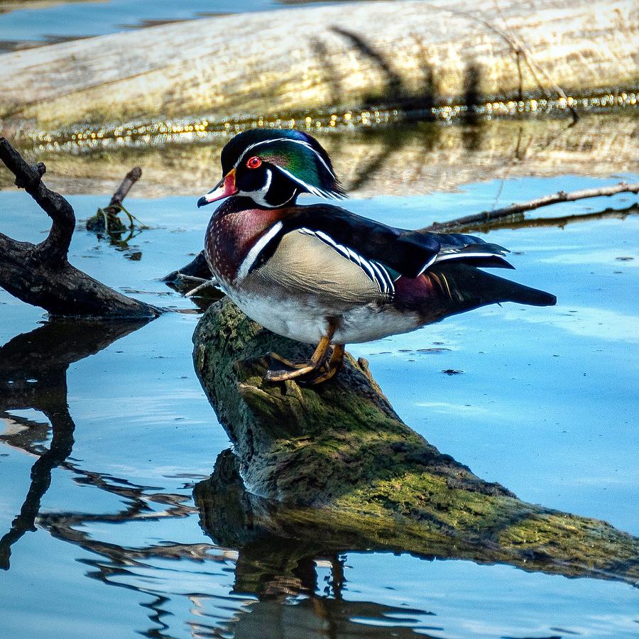 Wood Duck 2 Photograph by Phil S Addis