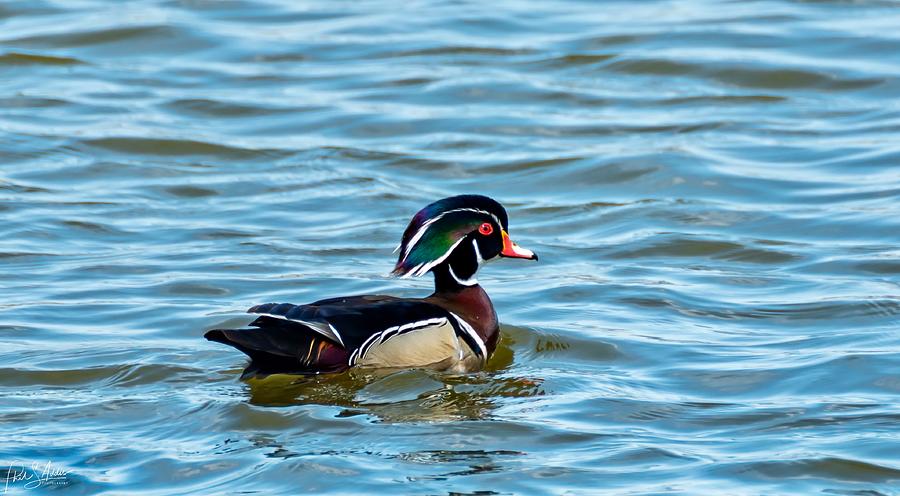 Wood Duck 3 Photograph by Phil S Addis