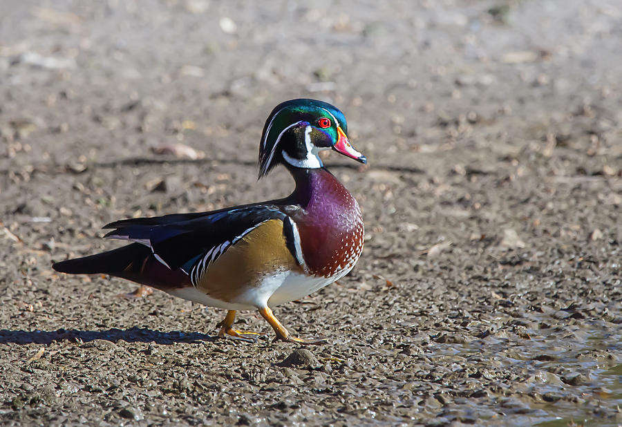 Wood Duck 3 Photograph by Rick Mosher