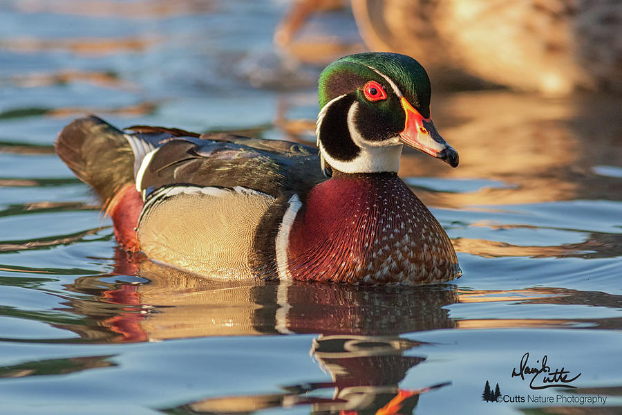 American Photograph - Wood Duck 4 by David Cutts American Photograph - Wood Duck 4 by David Cutts