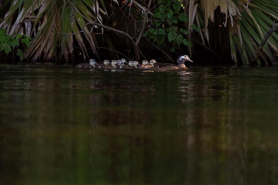 Wood Duck And Ducklings Photograph
