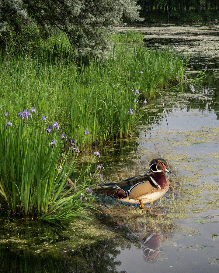 Wood Duck and Iris Photograph by Patti Deters