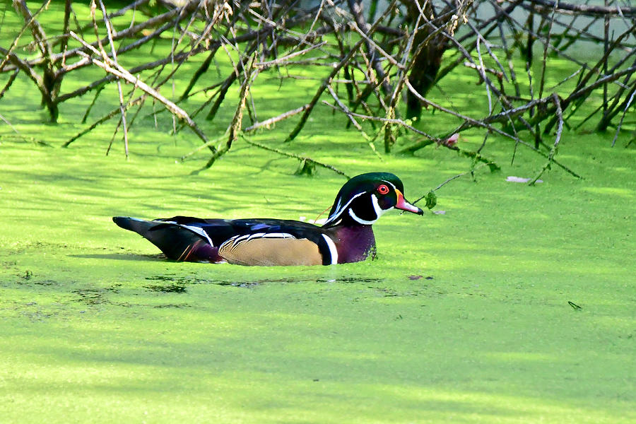 Duck Photograph - Wood Duck at Shiawassee 8535 by Michael Peychich