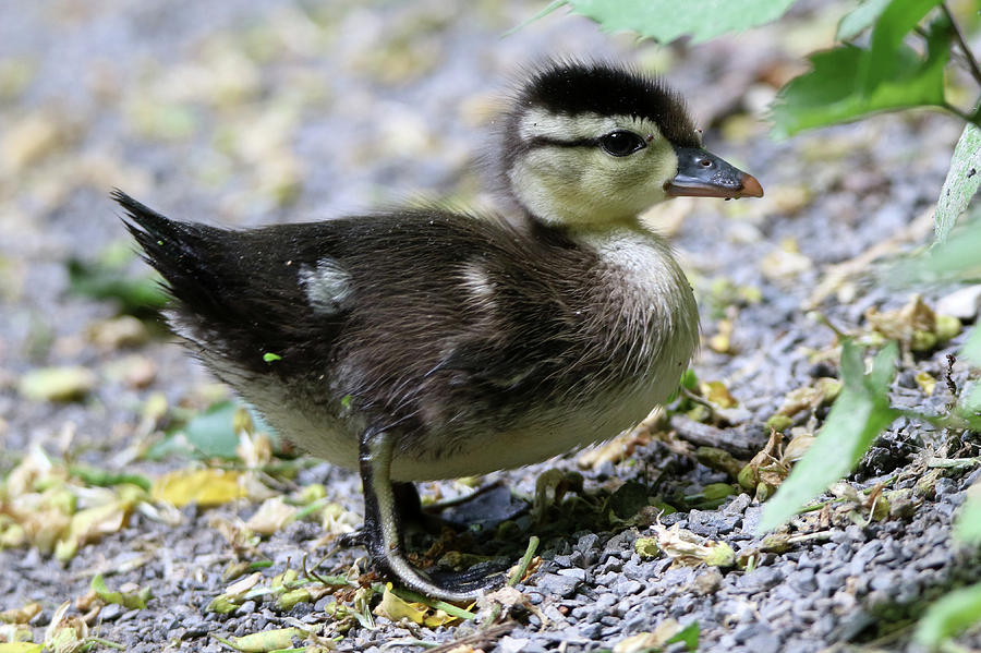 Wood Duck Chick Stony Brook New York Photograph by Bob Savage