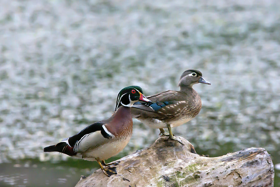 Wood Duck Couple Photograph