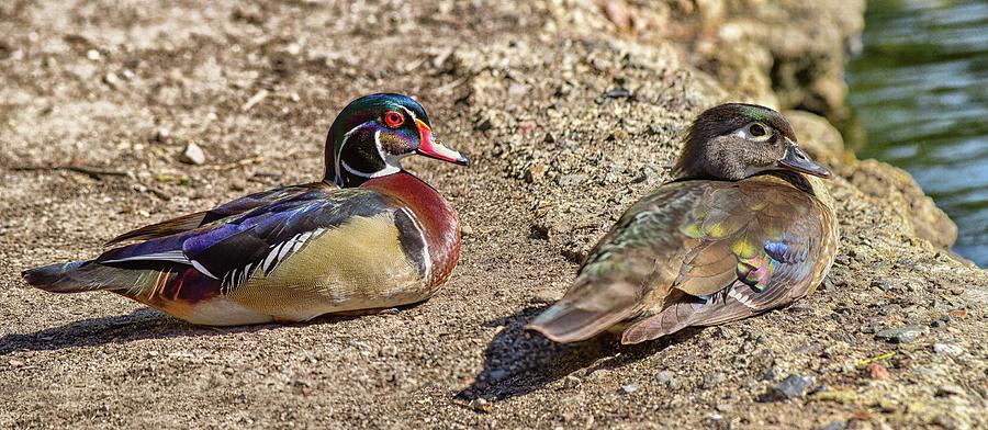 Wood Duck Couple Sitting Pretty Panorama Photograph by Linda Brody