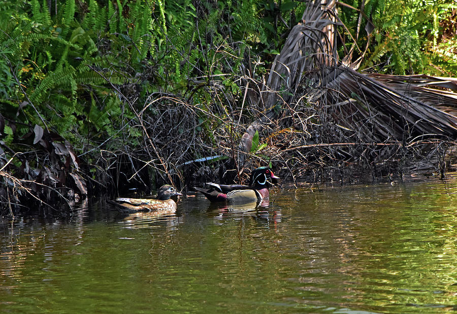 Wood Duck Couple Strolling Photograph by William Tasker - Fine Art America