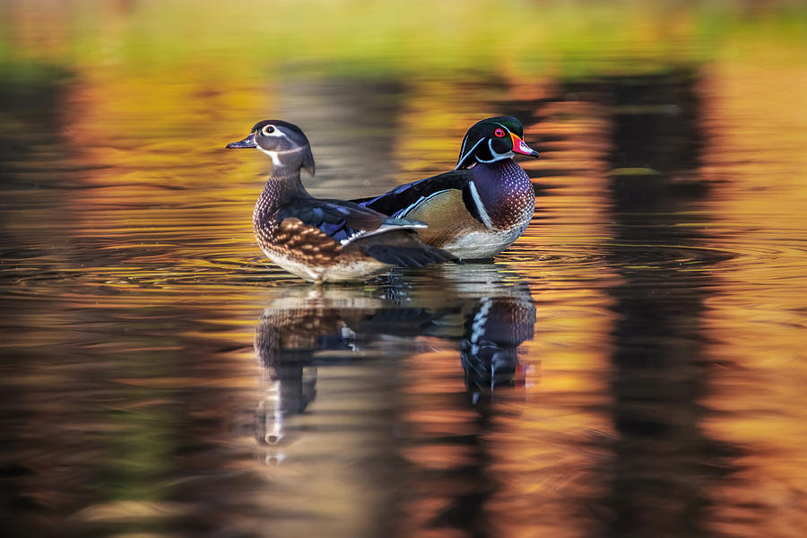 Wood Duck Couple Photograph by Wei Liu