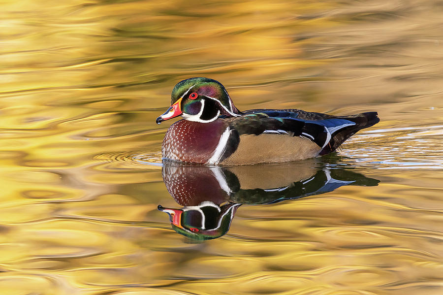 Wood Duck Drake on a Golden Pond Photograph by Tony Hake