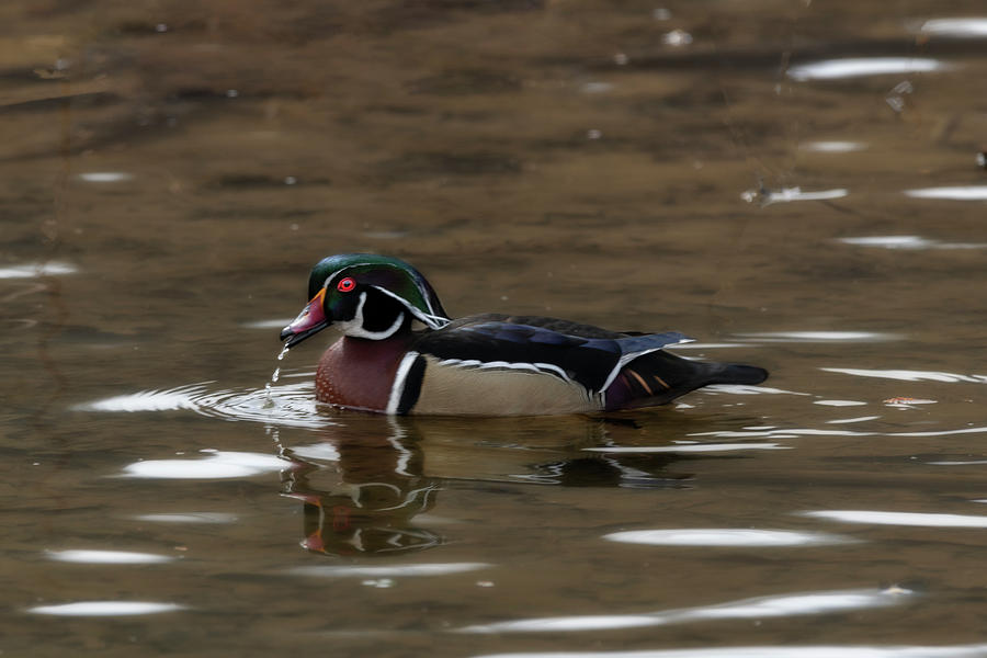 Wood duck drinking some water Photograph by Dan Friend