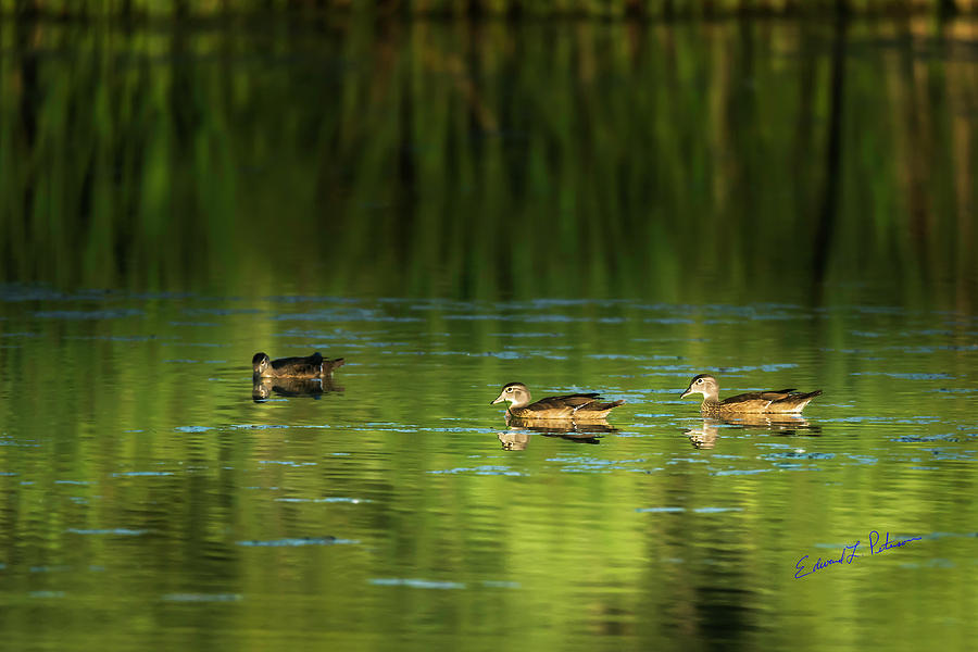 Wood Duck Evening Swim Photograph by Ed Peterson