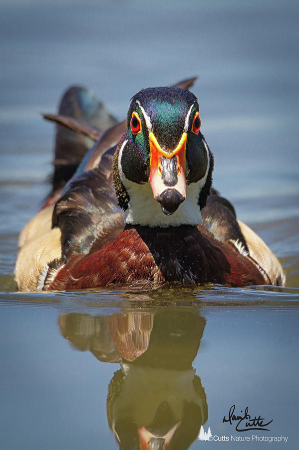 American Photograph - Wood Duck Face First by David Cutts American Photograph - Wood Duck Face First by David Cutts