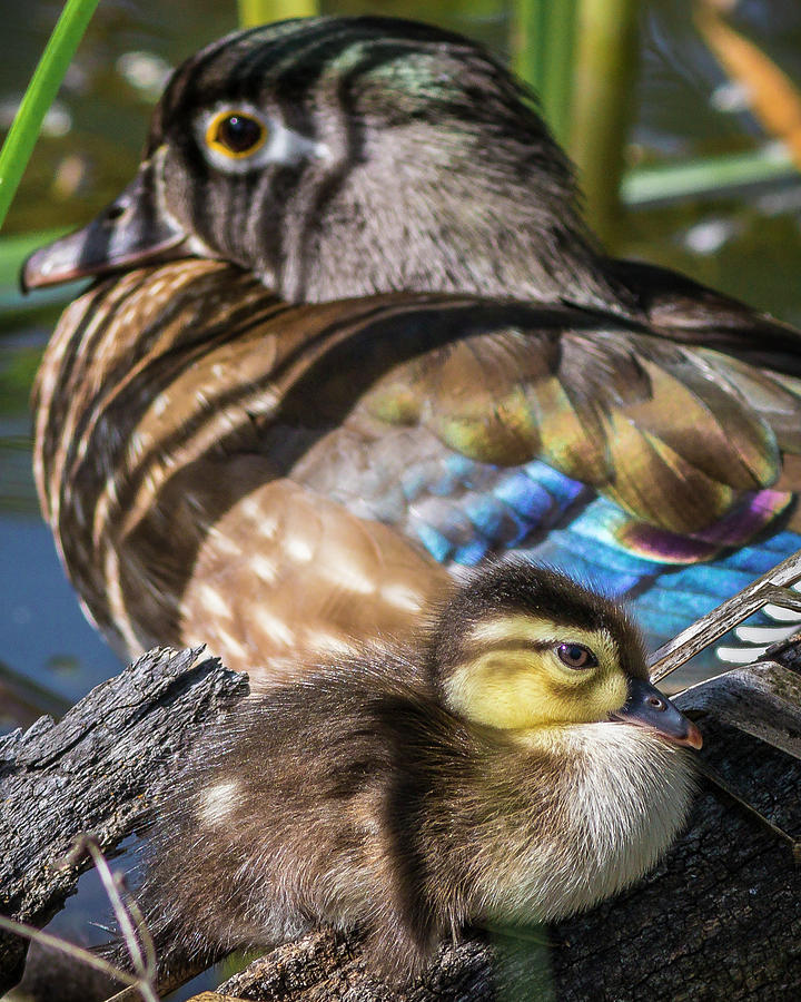 Wood Duck Fledgling  Photograph by Mark Mille