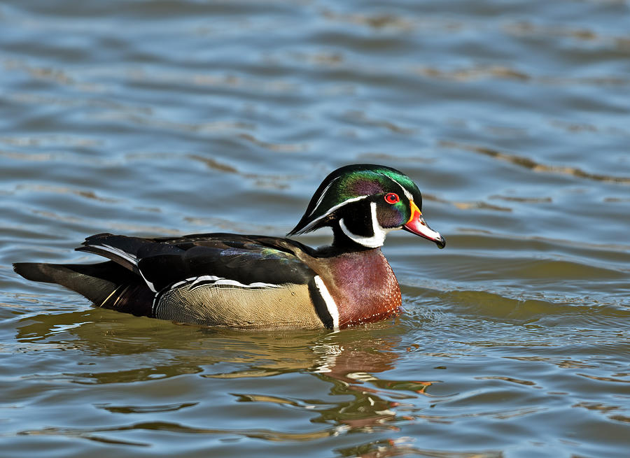 Wood Duck  Photograph by Gary Langley