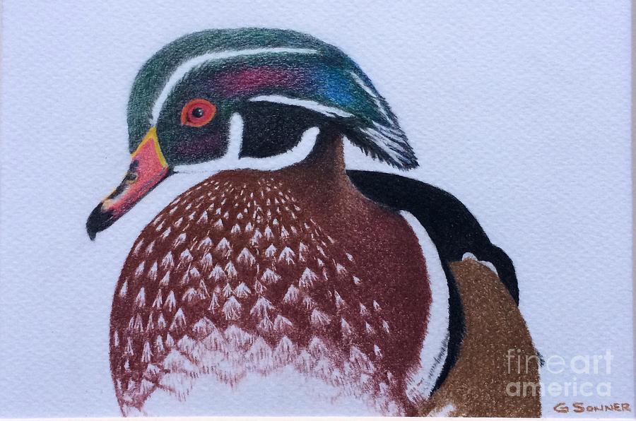 Wood Duck Drawing by George Sonner