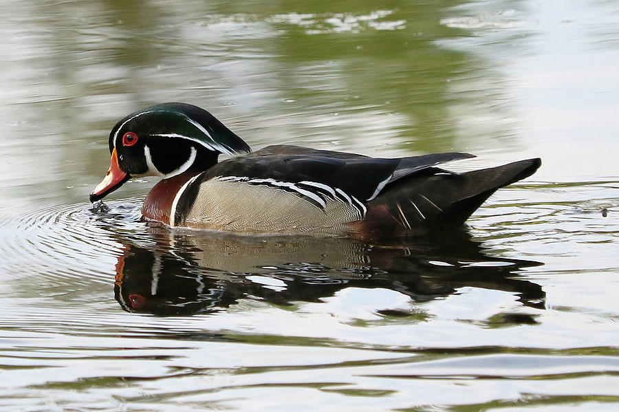 Wood Duck in Pond Photograph by Doris Potter