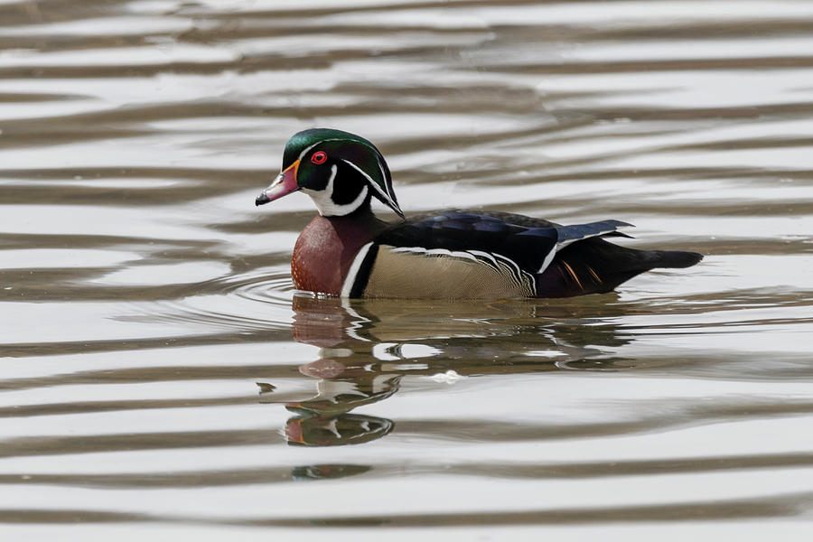 Wood duck in rippled water Photograph by Dan Friend