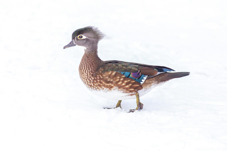Wood duck in winter Photograph by Lynn Hopwood