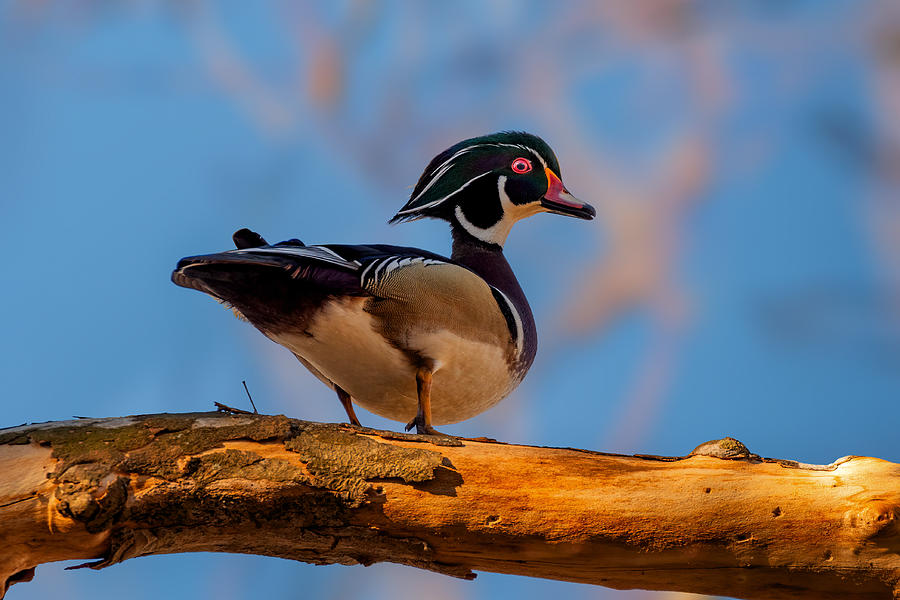 Wood Duck Photograph by Jian Xu
