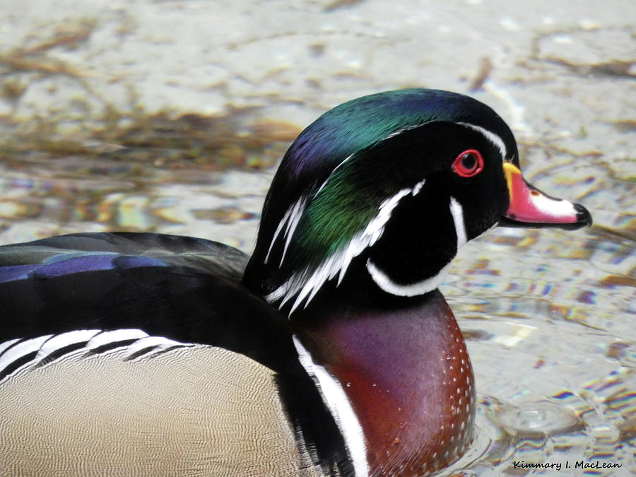Wood Duck Photograph by Kimmary MacLean