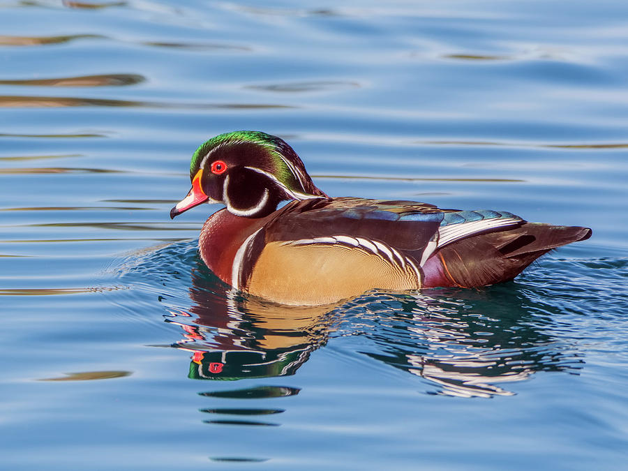 Wood Duck Male 0381-011618-1cr Photograph by Tam Ryan
