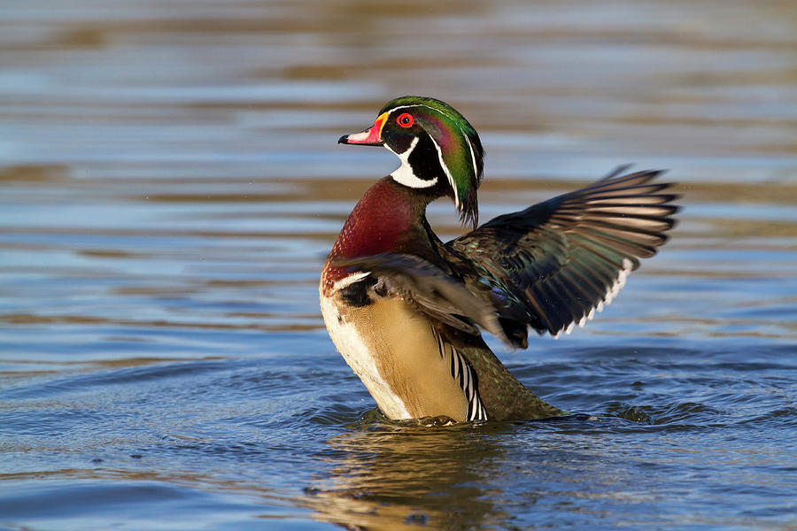 Wood Duck Male Preening Photograph by Ivan Kuzmin - Fine Art America