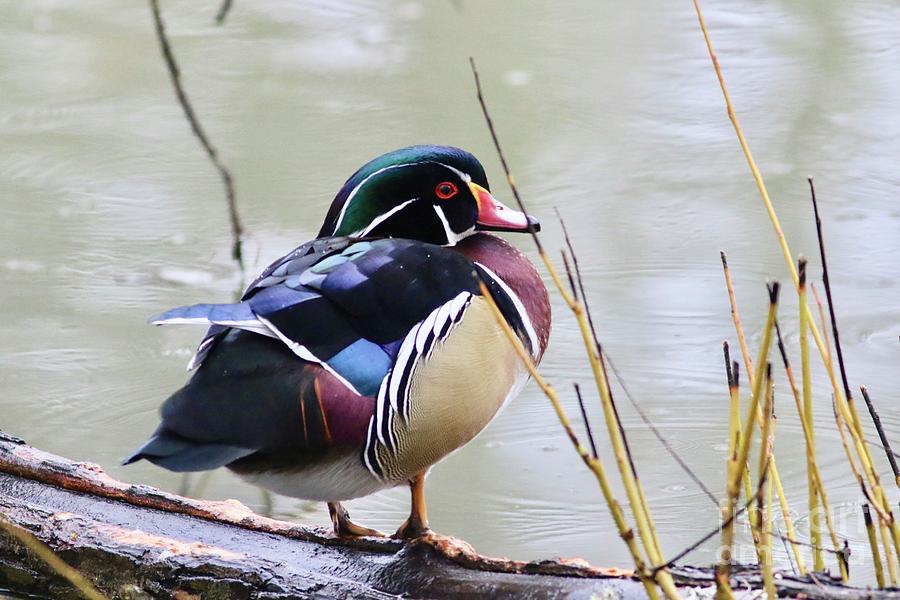 Wood Duck on a log Photograph by Terri Vincent Fine Art America