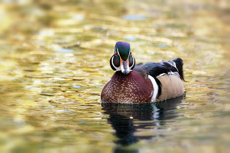 Wood Duck on Golden Pond  Photograph by Saija Lehtonen