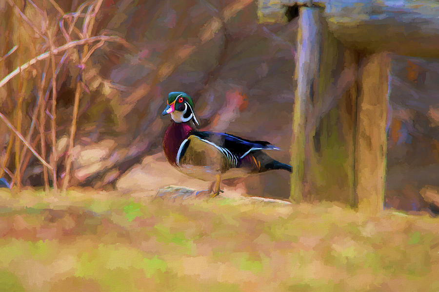 Wood duck on land   paintography Photograph by Dan Friend
