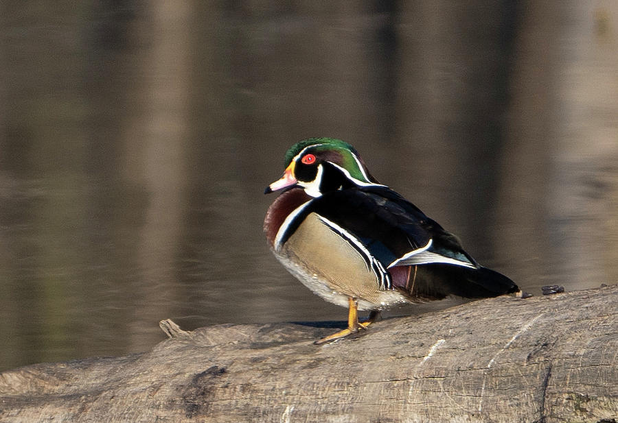 Wood Duck on log Photograph by Jack Nevitt Fine Art America