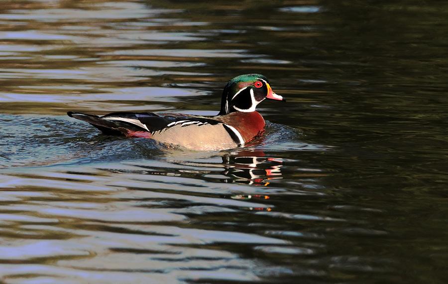 Wood Duck On The Go by Karen Silvestri Wood Duck On The Go by Karen Silvestri