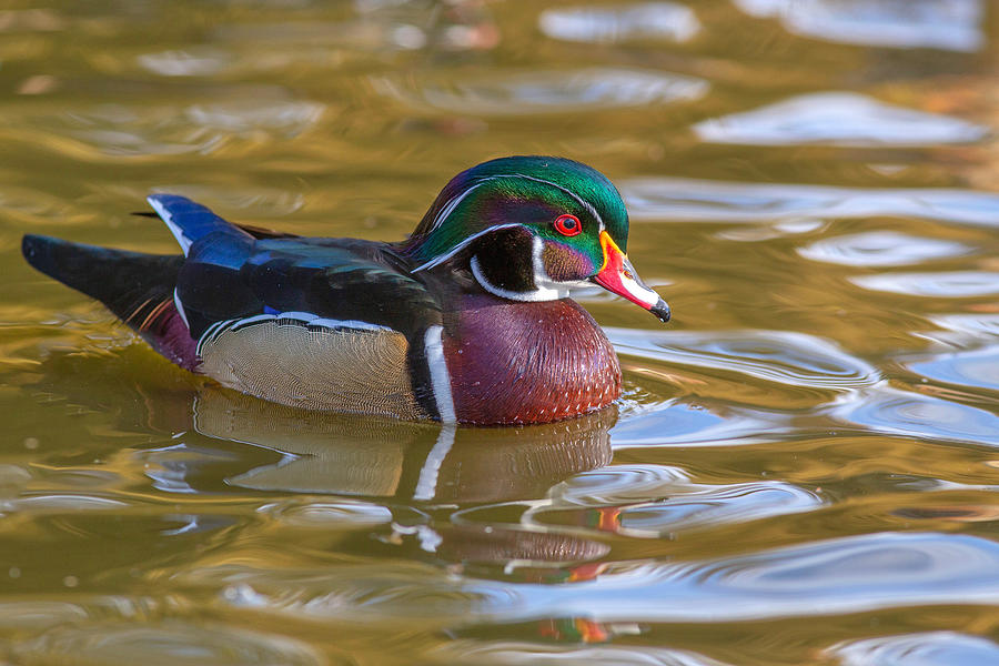 Drake Photograph - Wood duck on the water by Lynn Hopwood