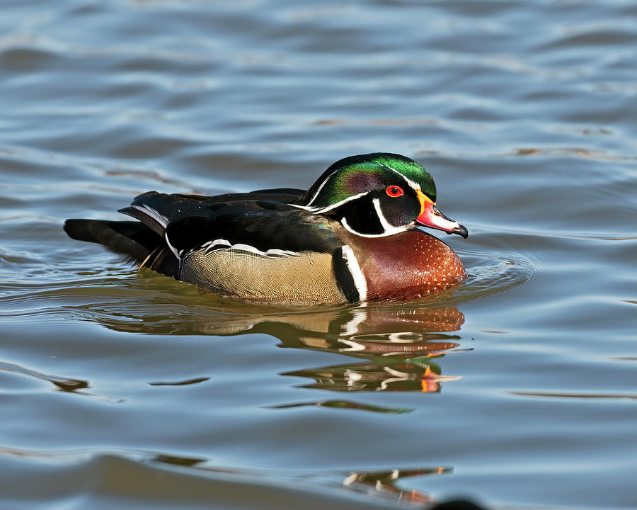 Wood Duck or Carolina Duck Photograph by Gary Langley - Fine Art America