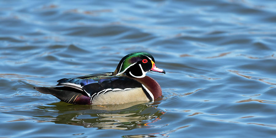 Wood Duck paddling by  Photograph by Gary Langley