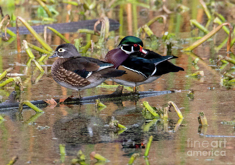 Wood Duck Pair by Mike Dawson Wood Duck Pair by Mike Dawson