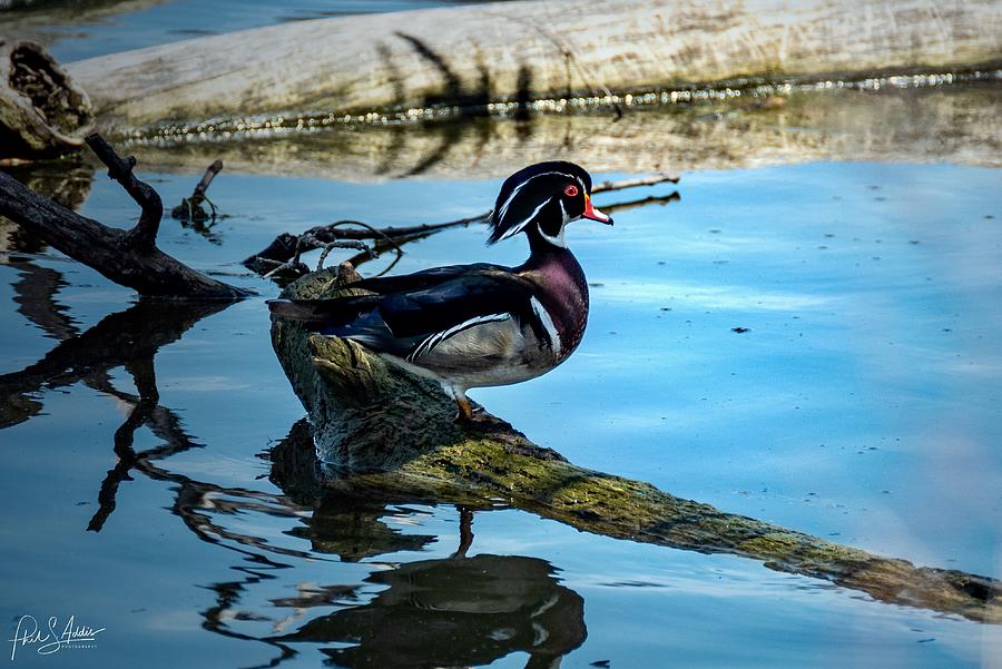Wood Duck Photograph by Phil S Addis