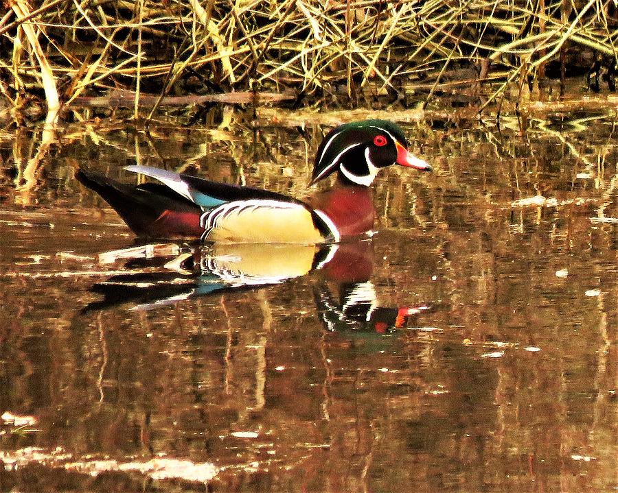Wood Duck Refections Photograph by Lori Frisch