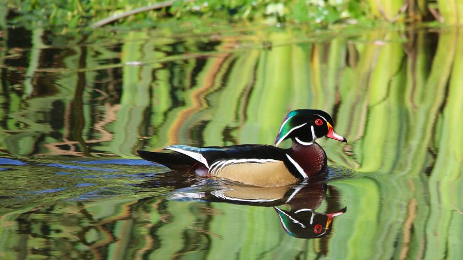 Wood Duck Reflection 2 Photograph by Todd Kreuter