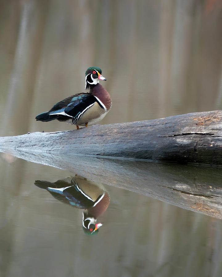 Wood Duck Reflection Photograph by Jack Nevitt